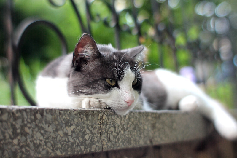 Почему кошки трутся о ноги человека?