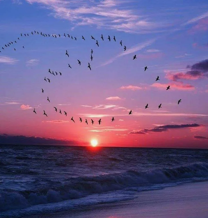 Самые преданные животные, которые любят всю жизнь