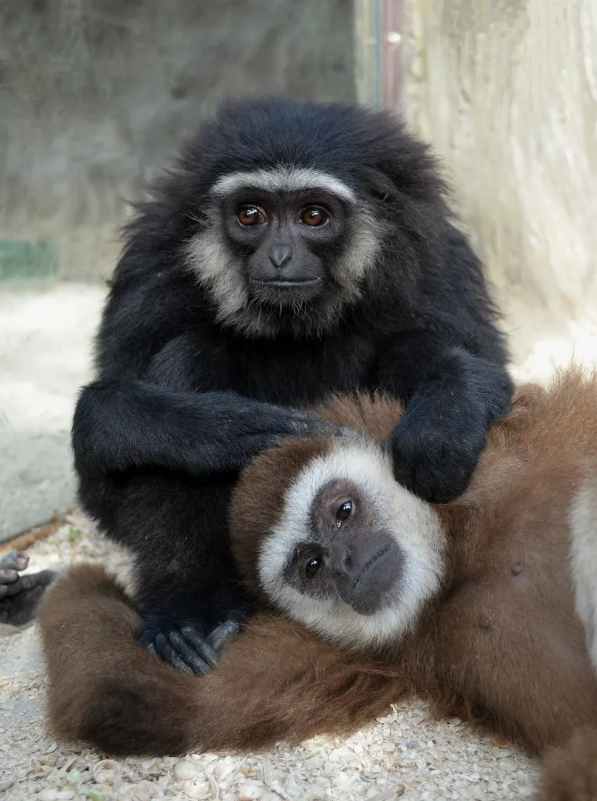 Самые преданные животные, которые любят всю жизнь