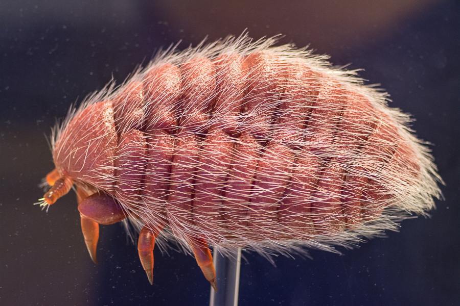 Добавка E120 Связь с кошачьими червями