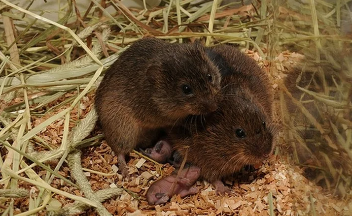 Самые преданные животные, которые любят всю жизнь