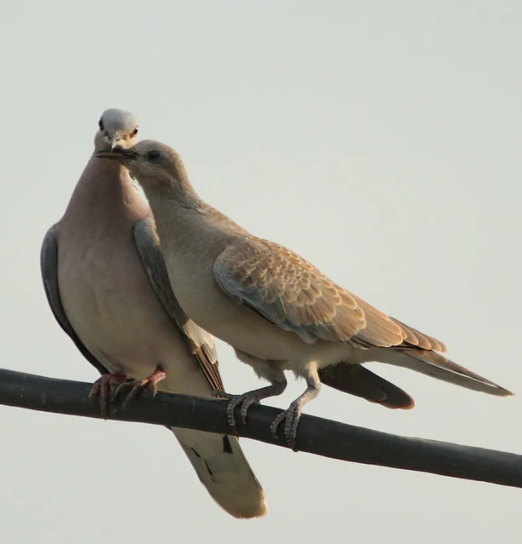 Самые преданные животные, которые любят всю жизнь