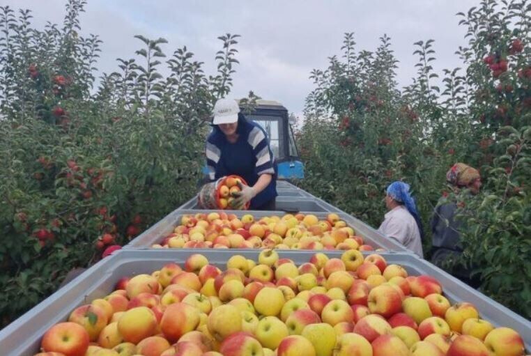 Что же не так с «нашим» яблочным соком? Выяснилось, что он производится в Китае!