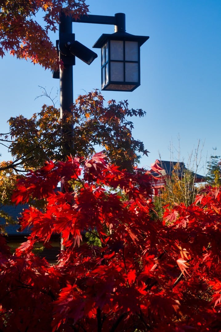 Японский сад в парке Краснодара: Необычный антураж и буйство красок!