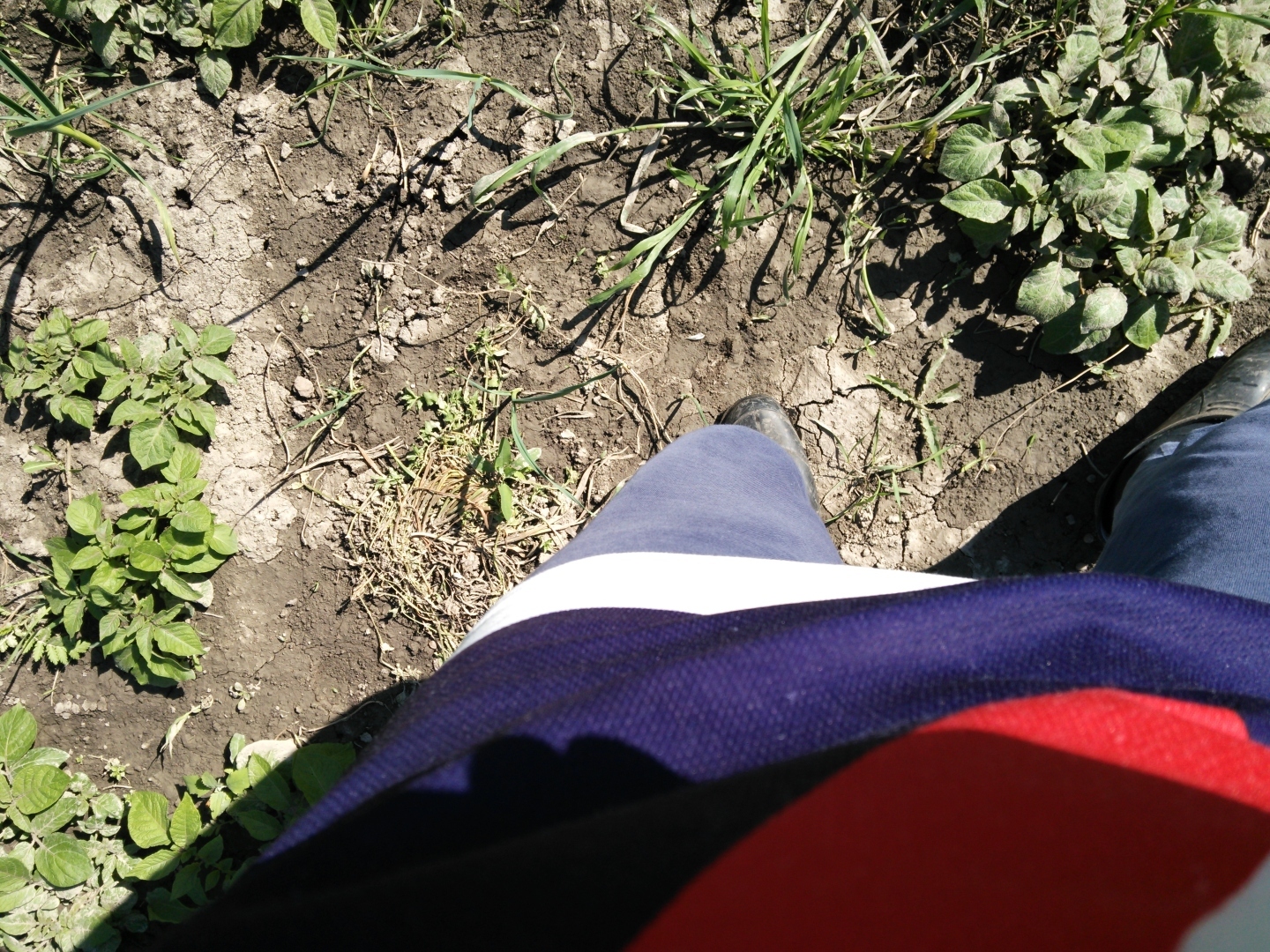 Одна капля дождевой воды при поливе растений дождем эффективнее водопроводной воды в 10-20 раз?