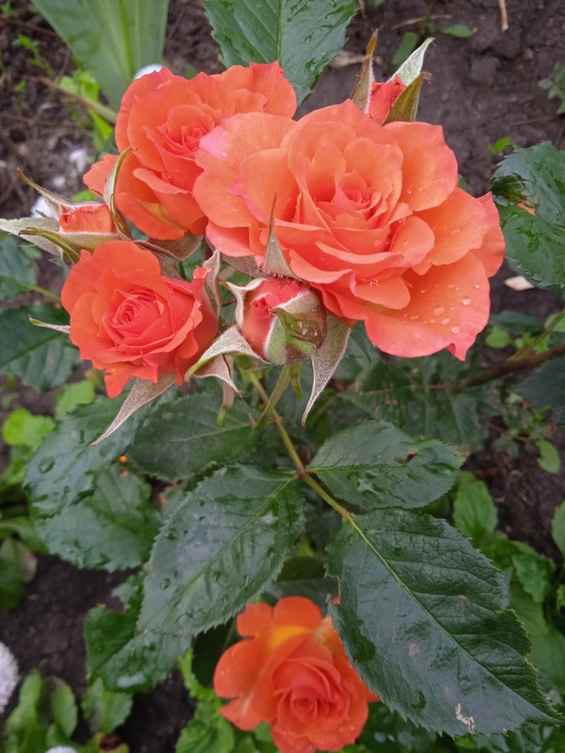 Под каплями дождя