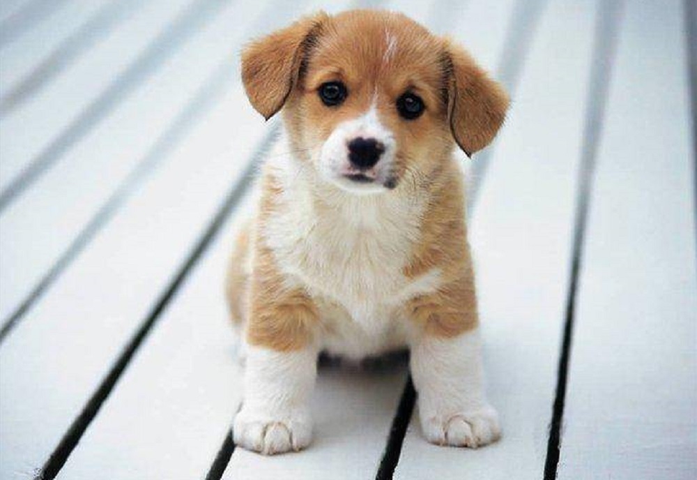 Шесть вопросов зоопсихологу