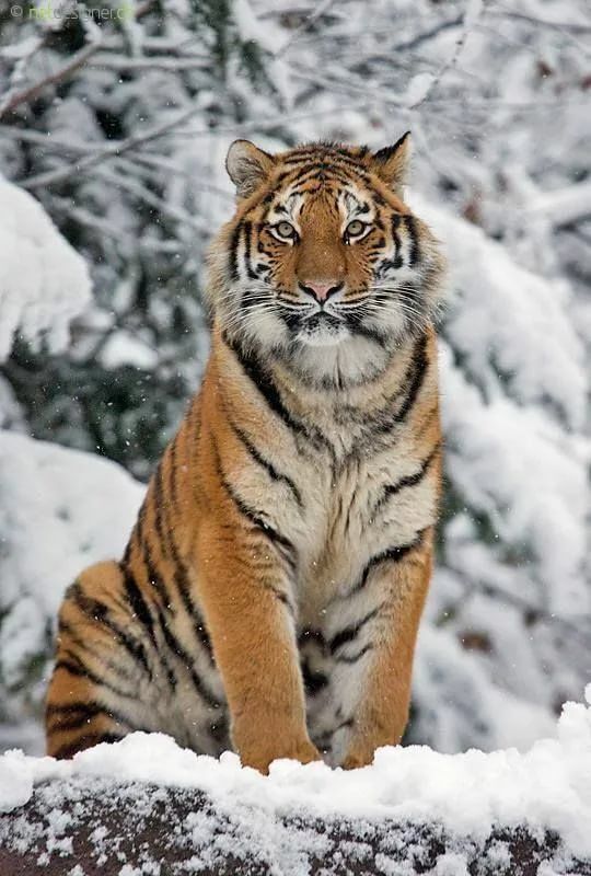 Неравная схватка. В Хабаровском крае тигр утащил водителя лесовоза в тайгу