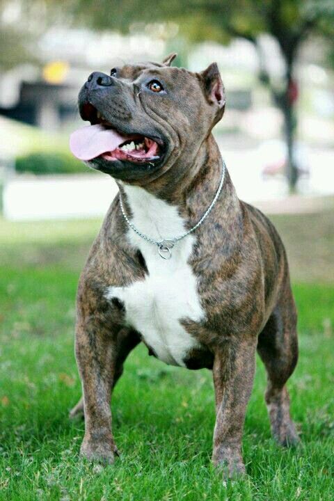 Неисполнение родительских обязанностей? Родители оставили дочку наедине с питбулем, который пытался «откусить ей лицо»