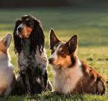 Почему собаки реагируют на дождь.