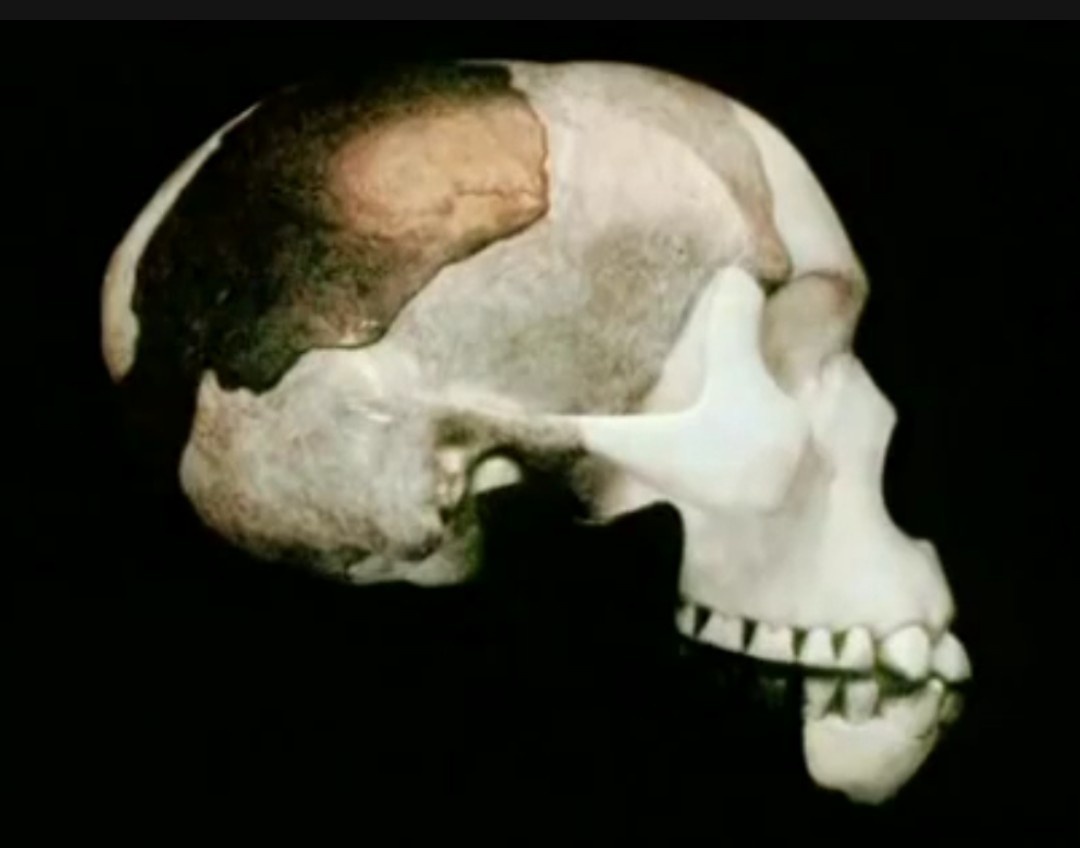 Можно ли запретить преподавать "теорию эволюции"