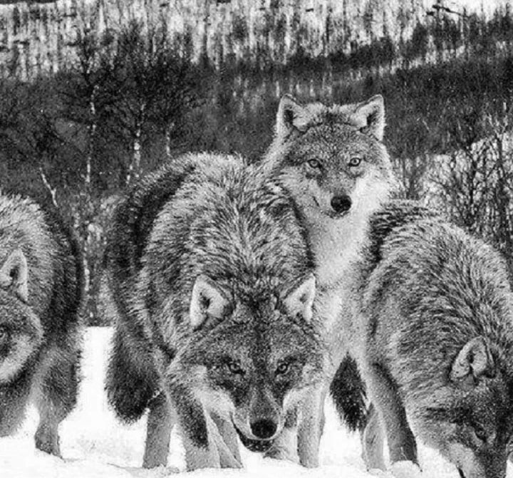 Короткий метр "Сцена номер два"