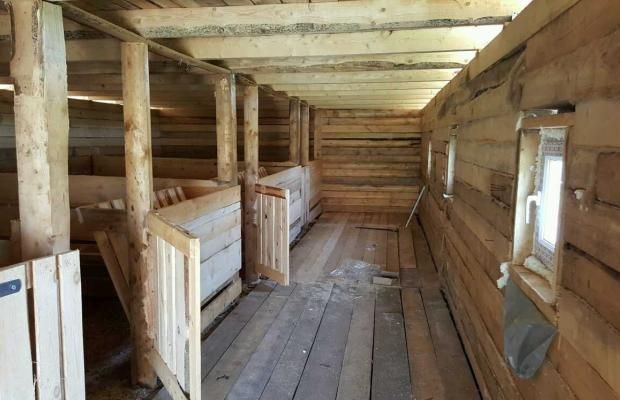 Новая версия смерти 17-летней девушки в загоне с животными: «Бык ударил рогом, а свиньи топтались по голове»