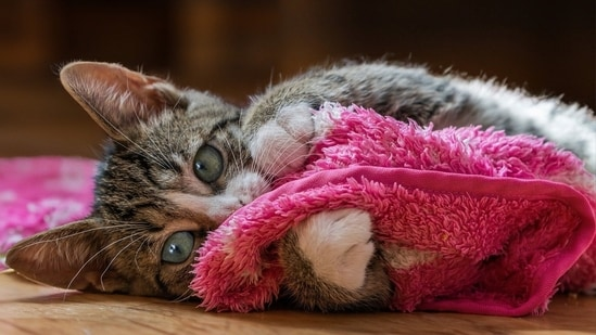 Домашние животные и их хозяева. Опасности, травмы, предостережения