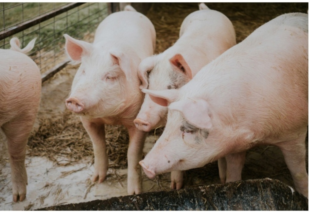 Была изнасилована перед смертью? Новые жуткие подробности расследования убийства школьницы в загоне для свиней