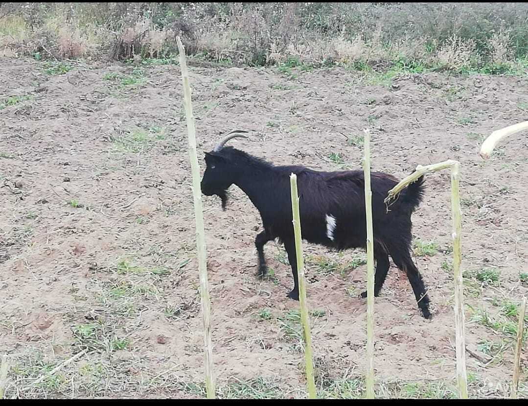 События одной летней ночи