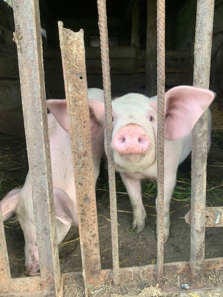 Убил и надругался. Новые детали убийства одиннацатиклассницы в хлеву со свиньями