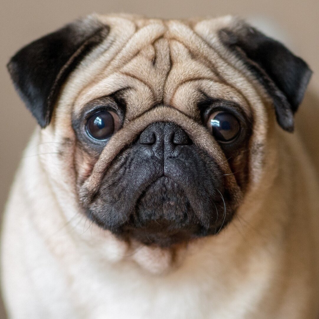 Шокирующее дело: зачем британка вовлекла своего мопса в преступление?