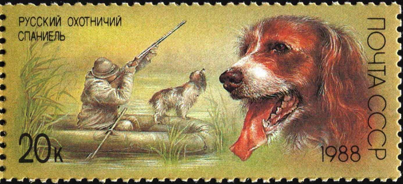 Отзыв о верном друге охотника. Русский спаниель