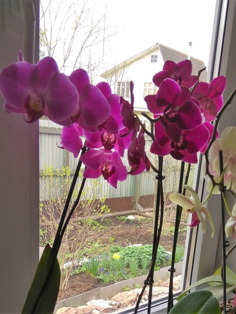 О тюльпанах, цветах, СССР, России, демографии и всём остальном. / Часть 1. «Меняю шубку на розы».