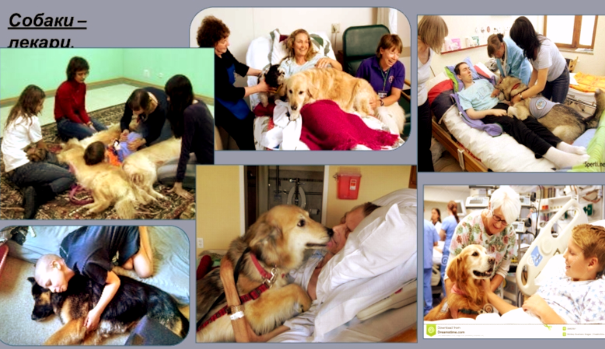 Хвостатый друг - не игрушка, а живая душа и ответственность