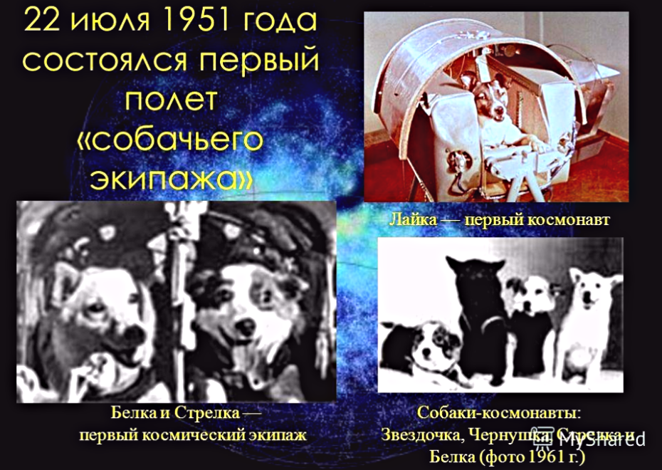 Хвостатый друг - не игрушка, а живая душа и ответственность