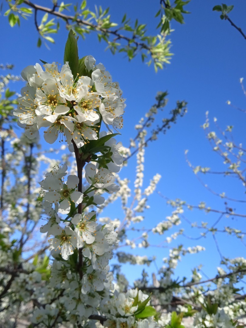 Мой трудный путь к первому урожаю черешни: какие сорта черешни можно посадить в Поволжье
