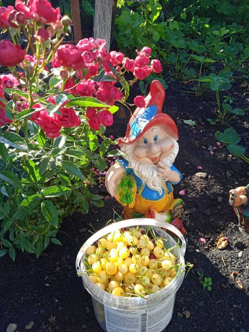 Мой трудный путь к первому урожаю черешни: какие сорта черешни можно посадить в Поволжье