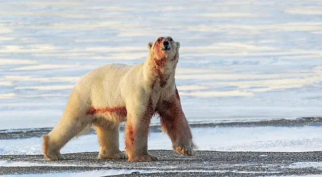 Мужчина ради спасения жены запрыгнул на спину белому медведю