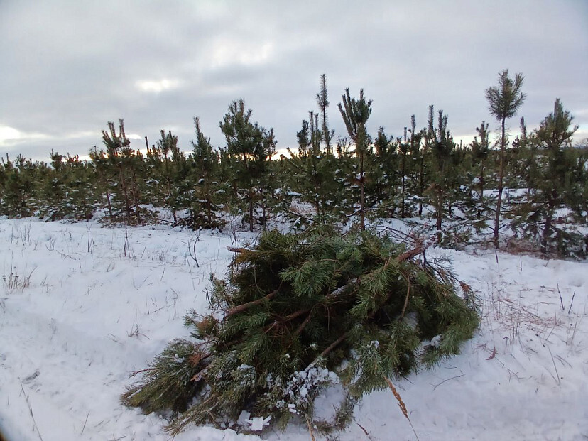 В новый год без Елки.Саратовским лесхозам запретили продавать новогодние елки . Не правда ли хорошее предложение ?