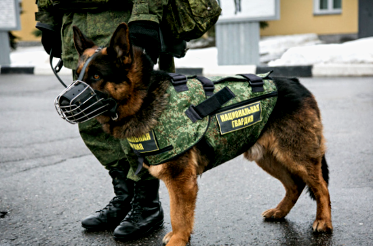 Современные хвостатые герои