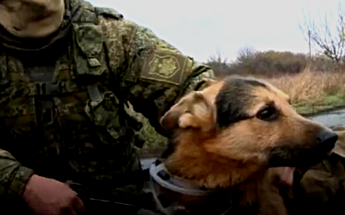 Современные хвостатые герои