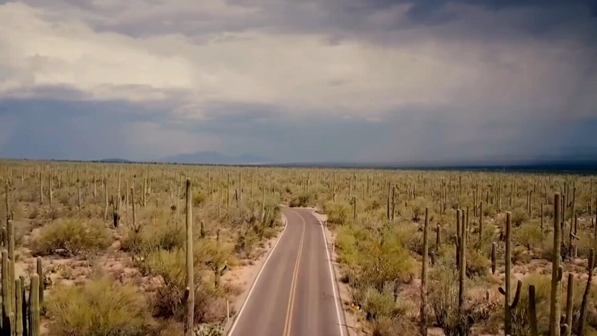 25 лет за убийство ... кактуса!