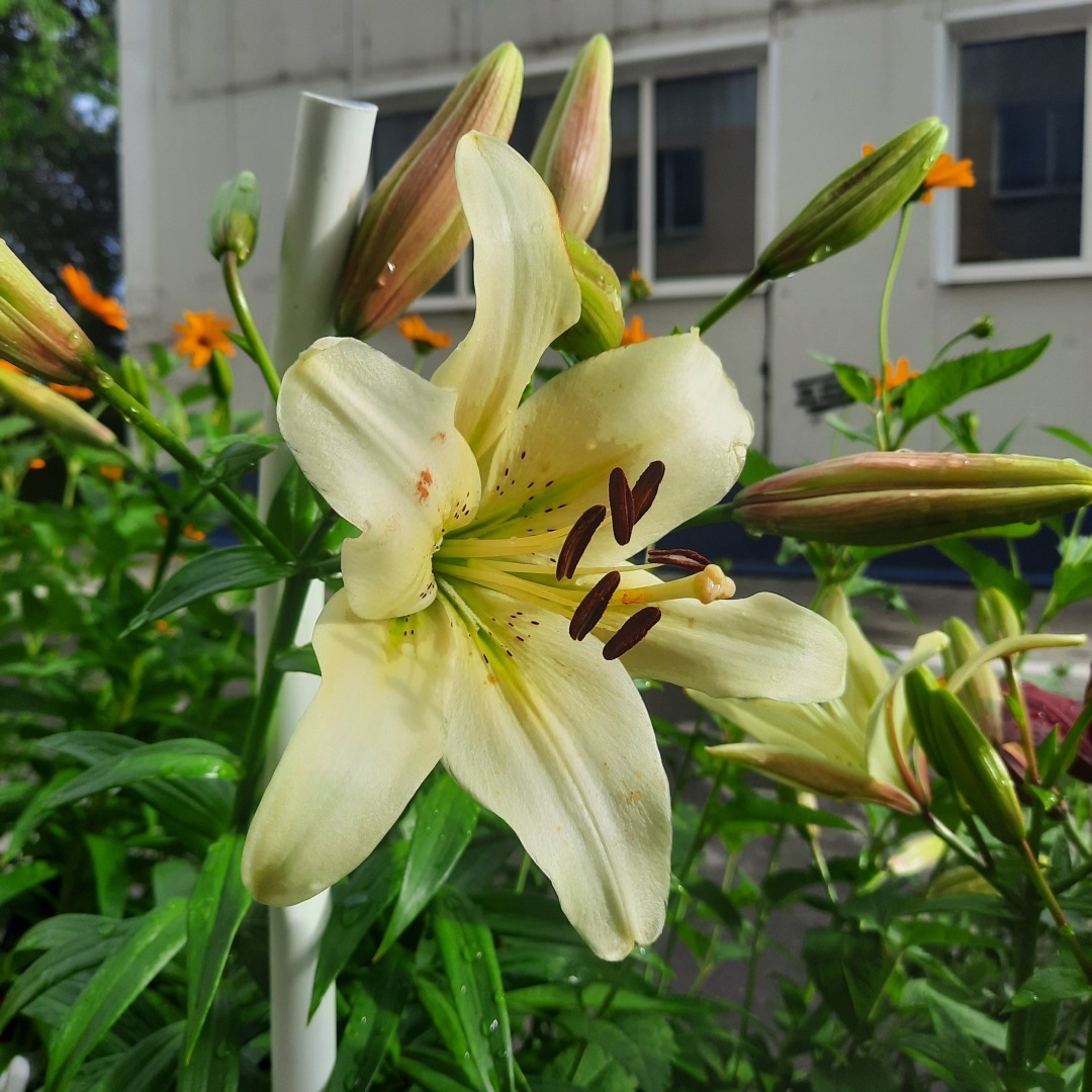 "Психология" во вред. Или каждый может назваться психологом.