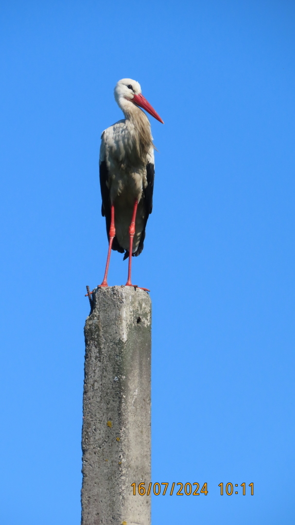 Реплика/Конкурсы./ Из цикла «Мели Емеля — твоя неделя» или «И тут Остапа понесло»/