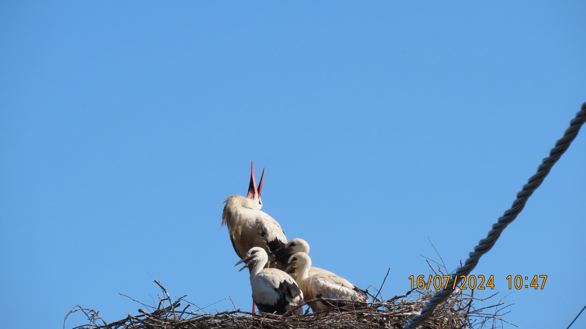Реплика/Конкурсы./ Из цикла «Мели Емеля — твоя неделя» или «И тут Остапа понесло»/