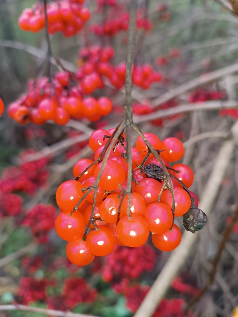 О стихотворном конкурсе -1/Из цикла «Мели Емеля — твоя неделя».