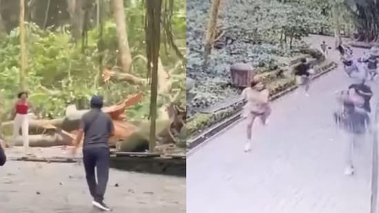 Трагедия в Балийском лесу обезьян. Двое туристов погибли из-за обрушившегося огромного дерева