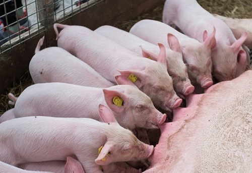 Праздник коррупционеров с 1 января 2025 года