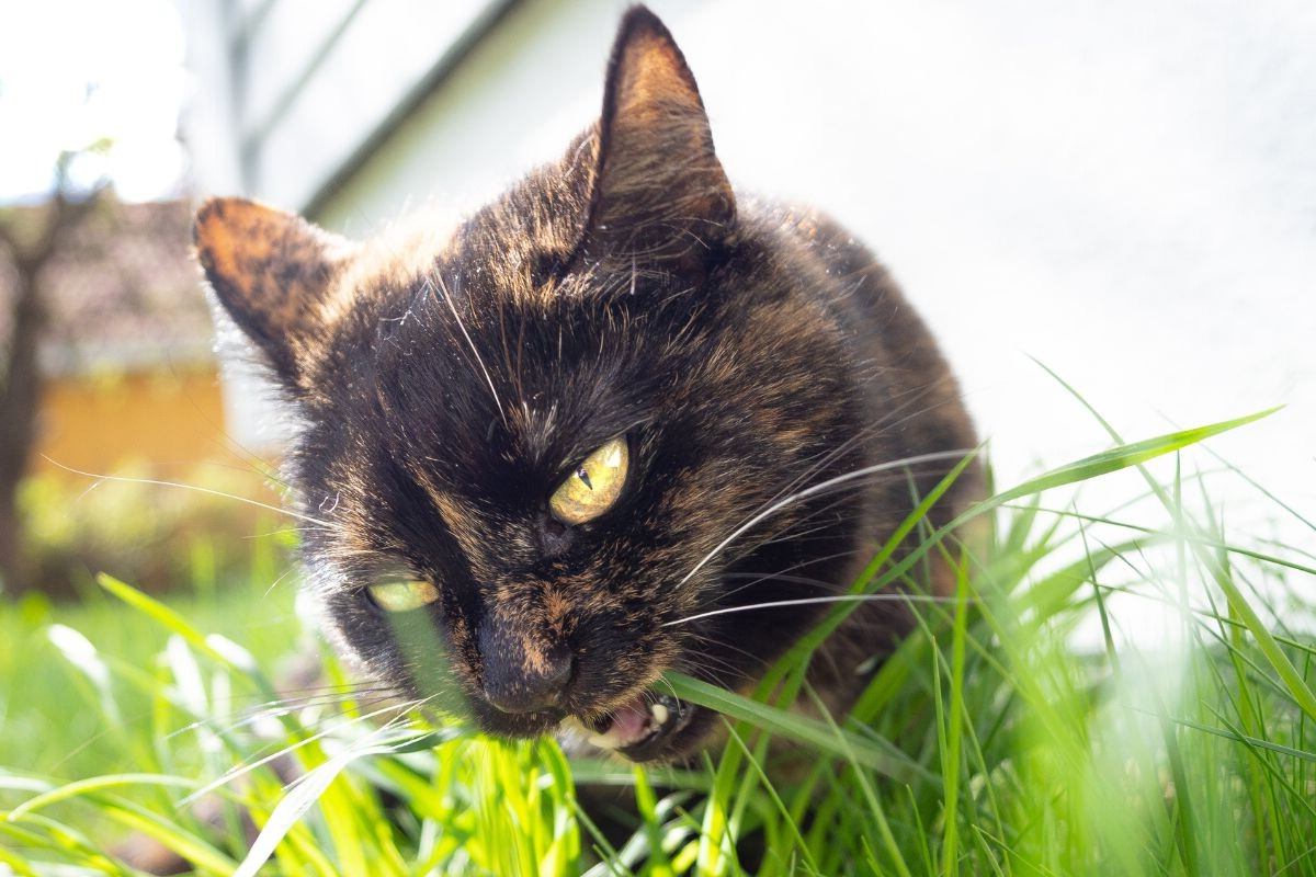 Зачем кошки едят траву: раскрываем секреты кошачьего поведения