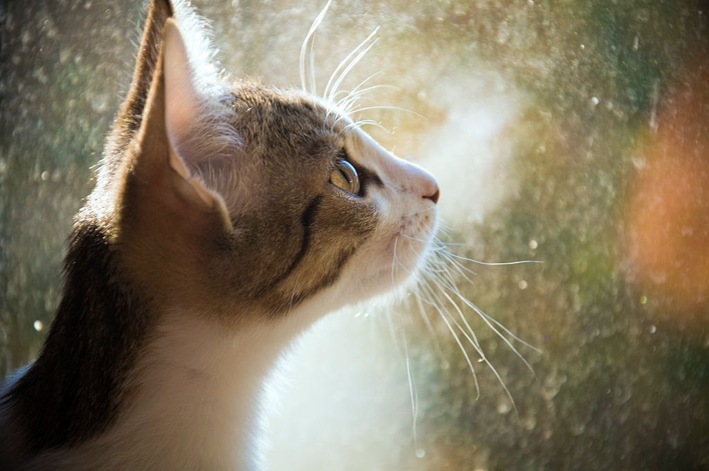 «Опасные» связи. В Индии женщина судится с мужем из-за того, что он любит кошку больше, чем жену