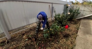 Королевы сада, креативный подход к обрезке роз.