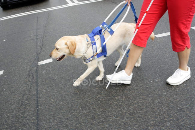 Кто прав, кто виноват? Разбор полётов в ситуации сибирячки с собакой-проводником. По следам публикаций (часть 1)