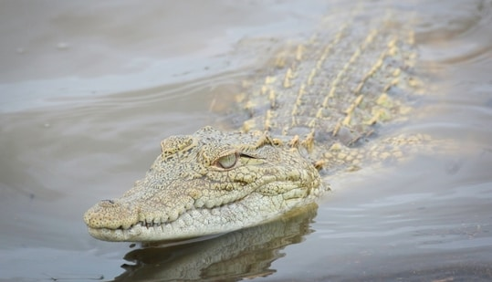 Сцены ада. Гибель женщины в пасти крокодила.