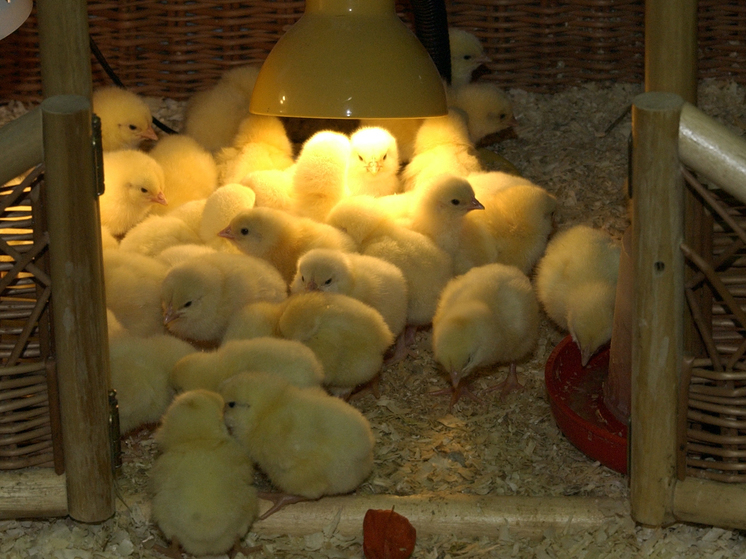 Мужчина проглотил живого цыпленка ради излечения от бесплодия, что было дальше