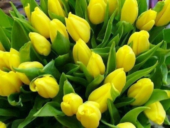 Что на самом деле означают белые розы и желтые тюльпаны на языке цветов