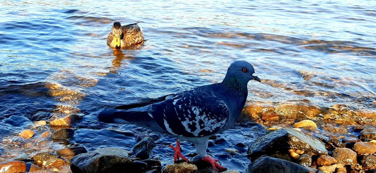 Летучие крысы или интеллектуалы? Голуби прошли тест на самосознание!