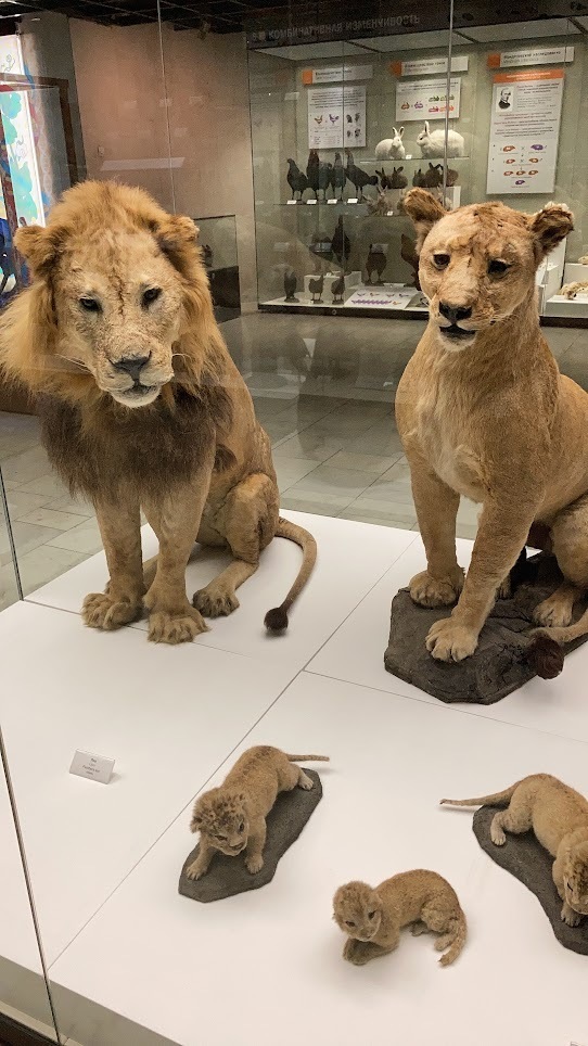 Дарвиновский музей в столице! Рекомендую посетить, даже если вы, как и я, не фанат музеев)