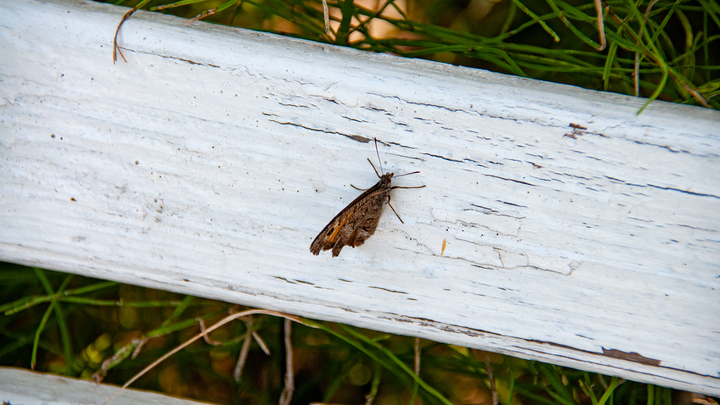 Новые горизонты: Открытие 27 видов животных в Альто-Майо