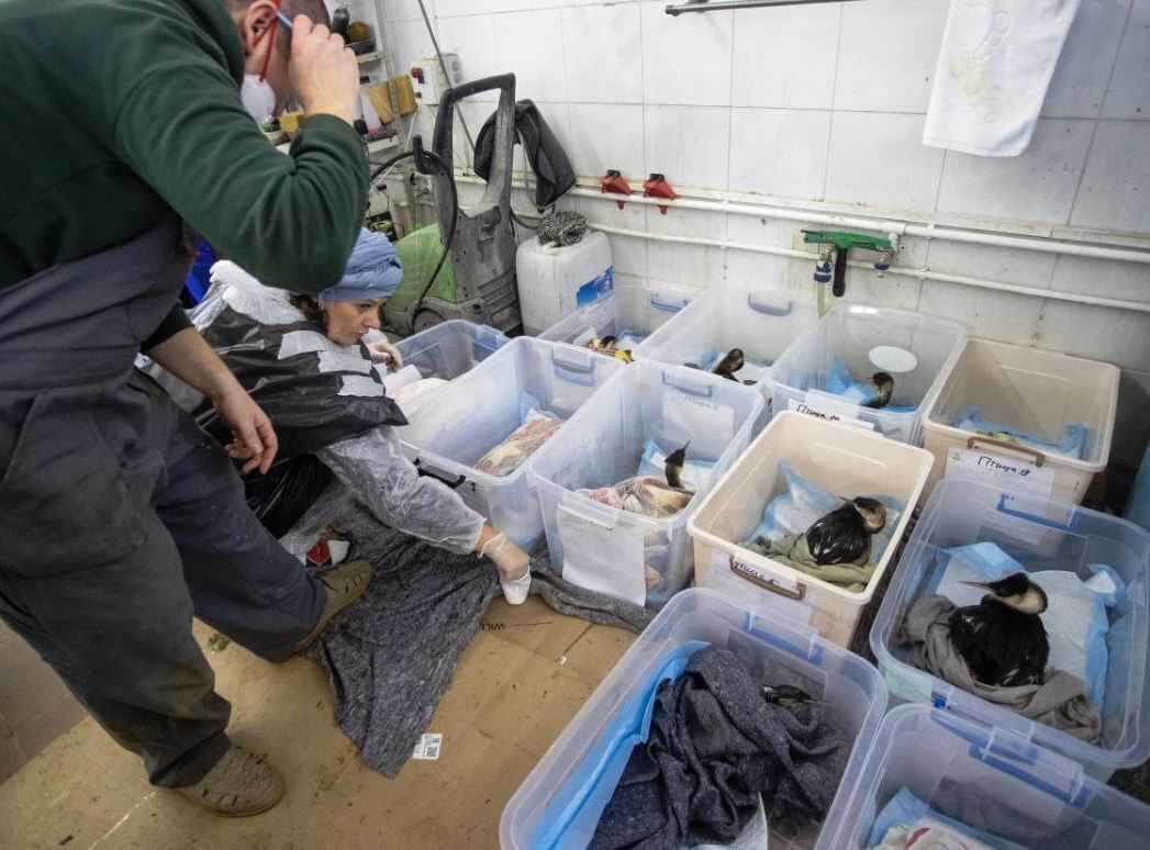 Репортаж с Черноморского побережья: как Анапа борется с экологическим бедствием. Боль, трудности и последствия ЧП